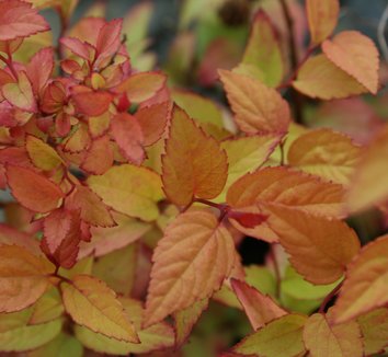 Photo of Spiraea japonica 'Firelight' foliage by Briggs Plant Propagators