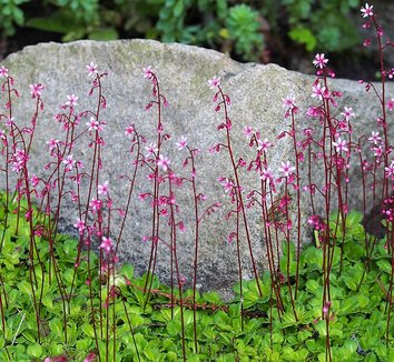 Photo of Saxifraga 'Primuloides' flower by Agnieszka Kwiecień