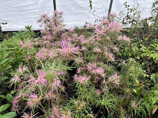 Photo of Spider Azalea flower, folaige by plant lust