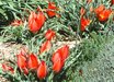 Tulipa