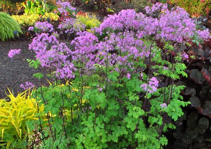 Thalictrum 'Black Stockings' | Thalictrum aquilegiifolium 'Black