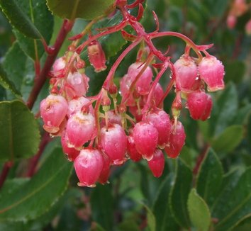 Photo of Arbutus unedo 'Oktoberfest' flower, foliage by Dancing Oaks Nursery
