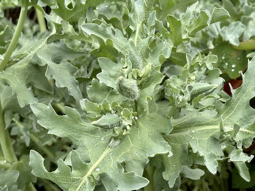 Photo of Glaucium flavum by plant lust