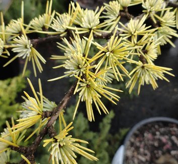 Photo of Cedrus atlantica 'Aurea' foliage by Danger Garden