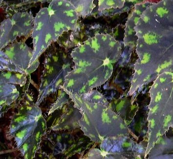 Photo of Begonia bowerae foliage by Stan Shebs