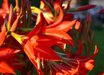 Hippeastrum