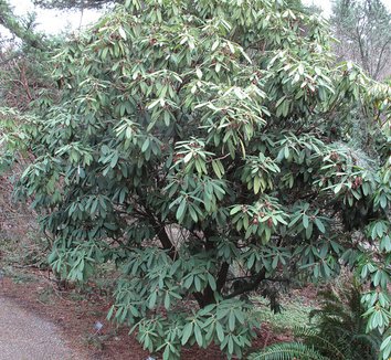Photo of Rhododendron argyrophyllum ssp. nankingense 'Chinese Silver' form by plant lust