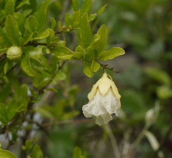 Photo of White Pomegranate flower by Cistus Nursery