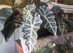 Alocasia