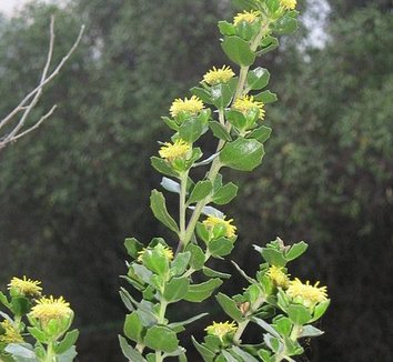Photo of Baccharis rhomboidalis flower by Penarc