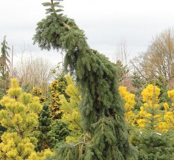 Photo of Picea omorika 'Pendula Bruns' foliage by Conifer Kingdom