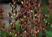 Baptisia