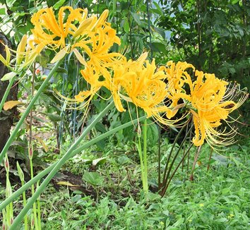 Lycoris from multiple nurseries on Plant Lust