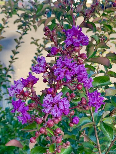 plant ambrosia Pink main image 1