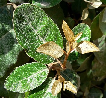 Photo of Elaeagnus x ebbingei foliage by Stan Shebs