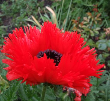 Photo of Papaver orientale 'Turkenlouis' flower by Dancing Oaks Nursery