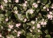 Claytonia