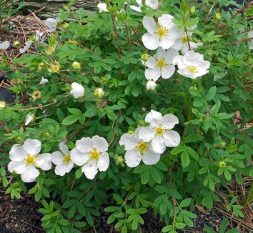 Photo of Dasiphora fruticosa 'Abbotswood' flower by Red Panda Nursery