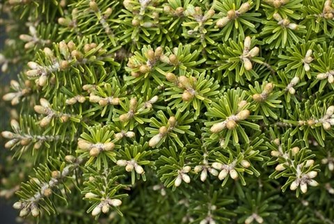 erinaマントルピース　アンジュタイプ Abies koreana Cis 3gal – Cornell Farm