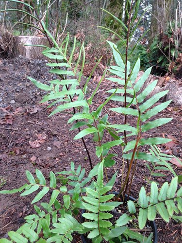 Blechnum wattsii