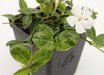 Vinca