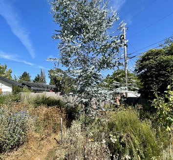 Photo of Eucalyptus perriniana form by Patricia Cunningham
