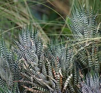 Photo of Haworthia attenuata foliage, form by Ryan Somma
