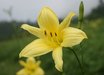 Hemerocallis