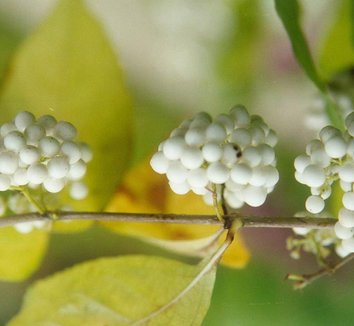 Photo of Callicarpa dichotoma 'Duet' fruit by Maples N More Nursery