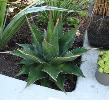 Photo of Agave 'Baccarat' by Danger Garden