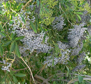 Photo of Sambucus caerulea fruit by Stan Shebs