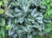 Asarum