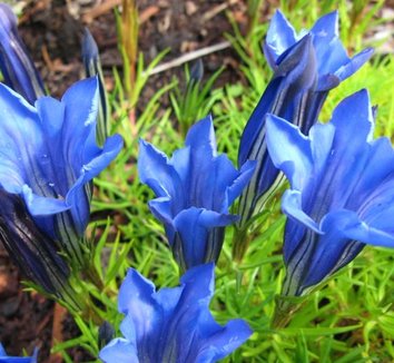 Photo of Gentiana x macaulayi 'Kingfisher' flower by Far Reaches Farm