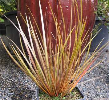 Photo of Libertia ixioides 'Taupo Blaze' foliage by plant lust