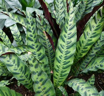 Photo of Calathea lancifolia foliage by Dinkum