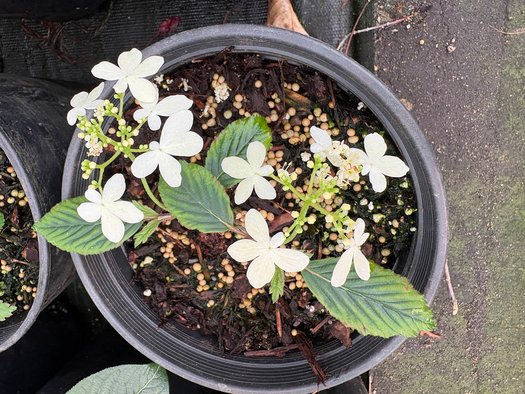 Photo of Viburnum plicatum var. tomentosum 'Summer Snowflake' flower by plant lust