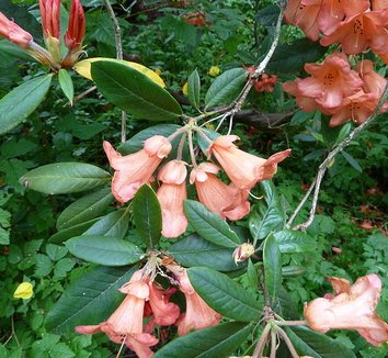 Photo of Rhododendron 'Fabia' x bureavii flower by Wendy Cutler