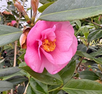 Photo of Camellia x williamsii 'Brigadoon' flower by plant lust