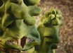 Lophocereus