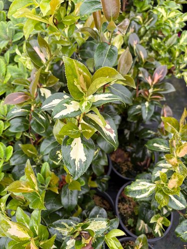Photo of Camellia japonica 'Variegata' foliage by plant lust
