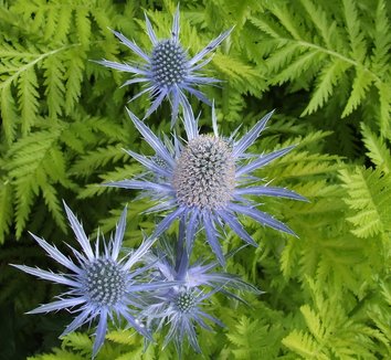 Photo of Eryngium 'Sapphire Blue' PP11088 flower by Dancing Oaks Nursery