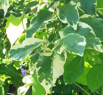 Photo of Duranta erecta 'Variegata' foliage by Almost Eden