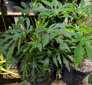 Photo of Fatsia polycarpa foliage by plant lust