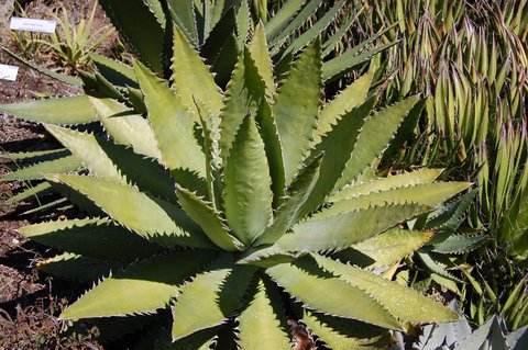 Agave xylonacantha | Agave xylocantha | Green Striped Agave | Saw