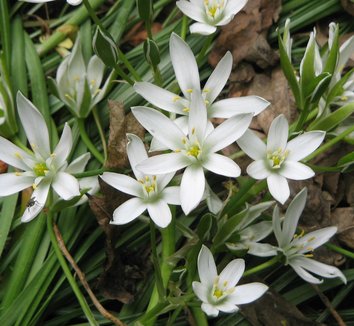 Photo of Ornithogalum umbellatum flower, form by Meneerke bloem