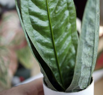 Photo of Anthurium superbum foliage by Derek Powazek