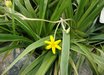 Hypoxis