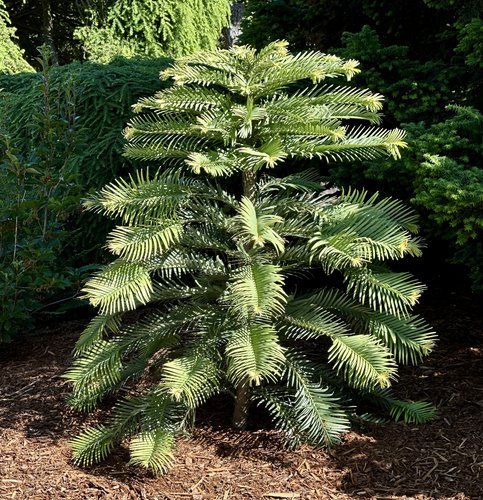 Photo of Wollemia nobilis by plant lust