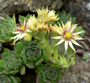 Photo of Sempervivum grandiflorum close-up, flower, form by Stan Shebs