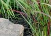 Panicum